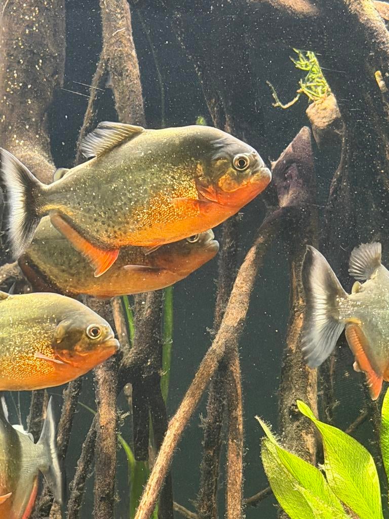 3x roodbuik piranha (Pygocentrus nattereri), Dieren en Toebehoren, Vis