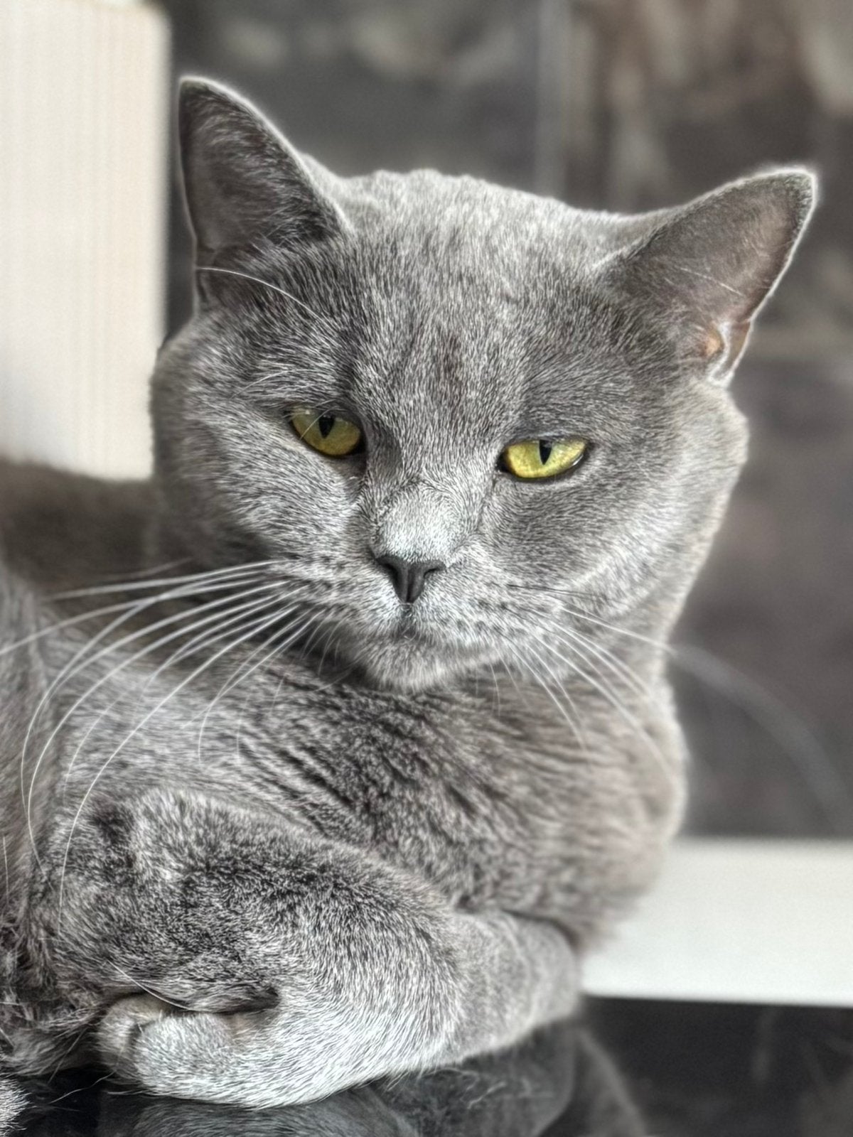 Britse Korthaar x Ragdoll Poes, Poes, 0 tot 2 jaar