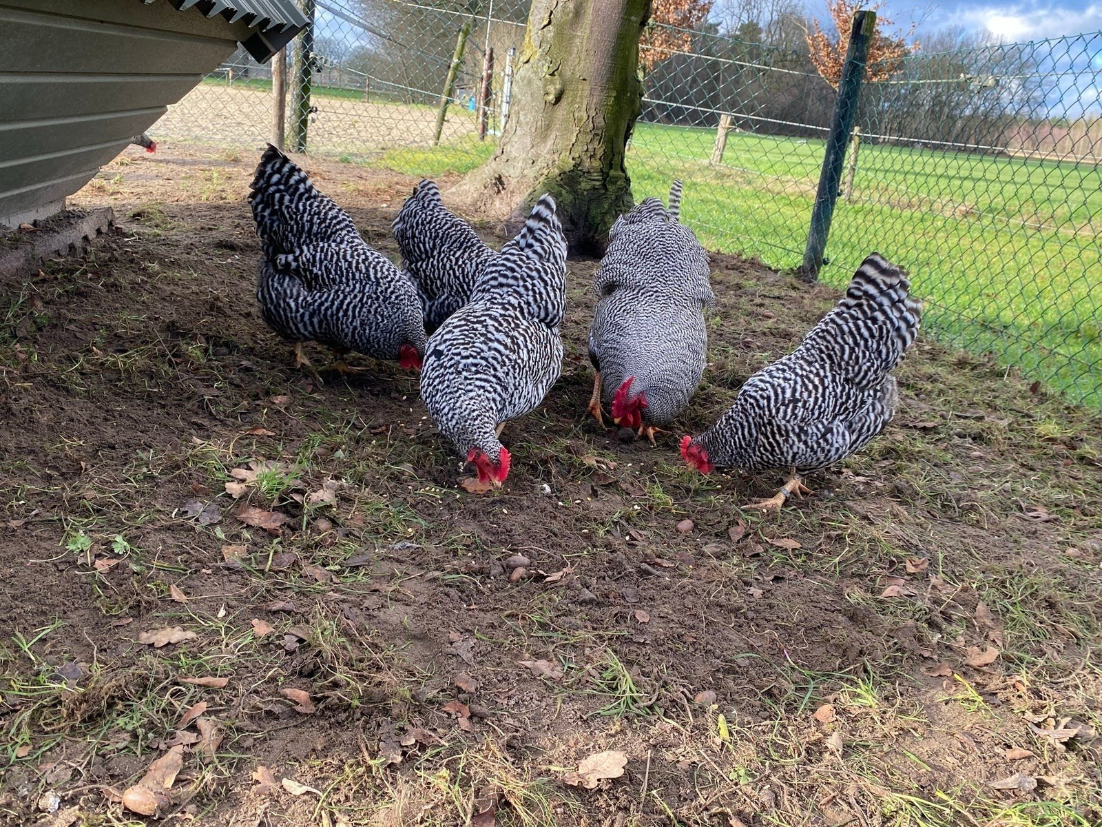 Amrock kriel kuikens te koop, Dieren en Toebehoren, Geslacht onbekend, Kip