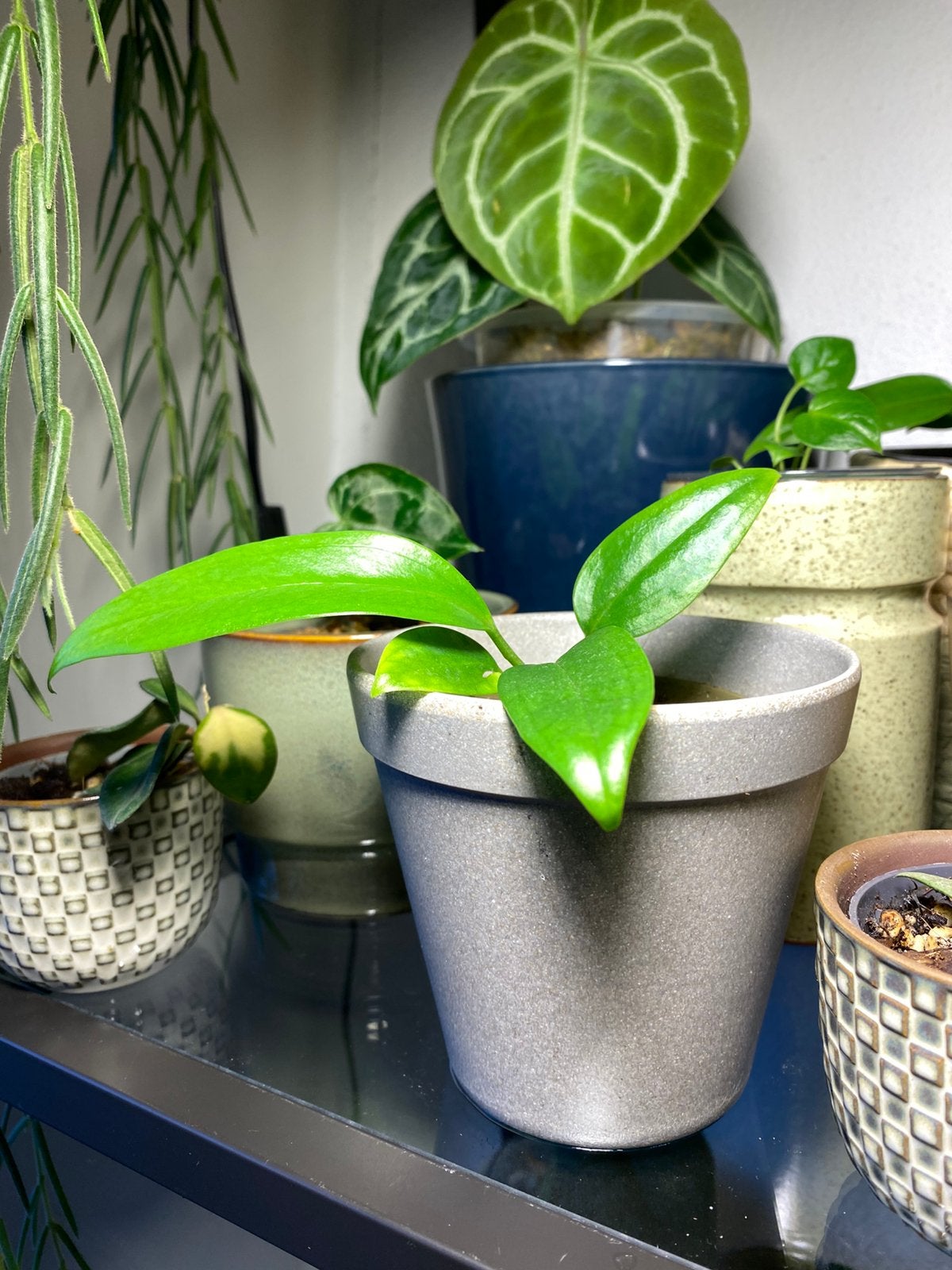 Anthurium bakeri babyplantjes, Ophalen, Halfschaduw, Minder dan 100 cm
