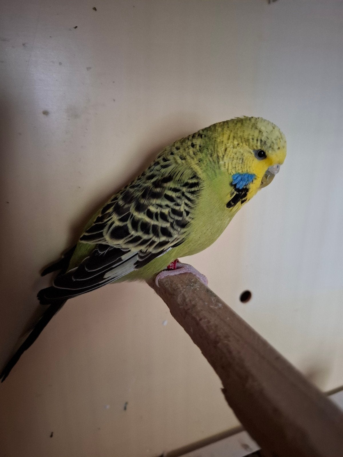 2 Engelse/Grasparkiet poppen 2024, Dieren en Toebehoren, Vogels | Parkieten en Papegaaien, Vrouwelijk, Parkiet, Geringd