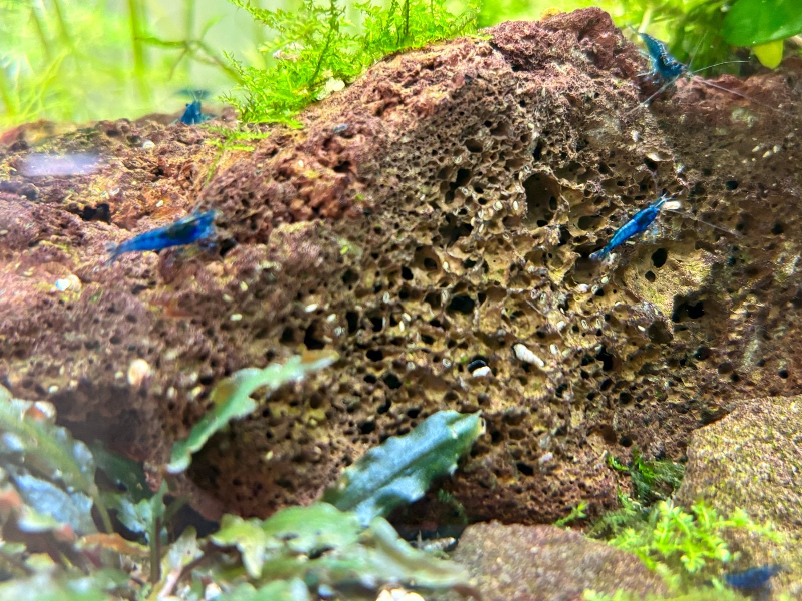 Blue dream garnalen, neocaridina, mooie donkere blauwe kleur, Kreeft, Krab of Garnaal, Zoetwatervis, Schoolvis