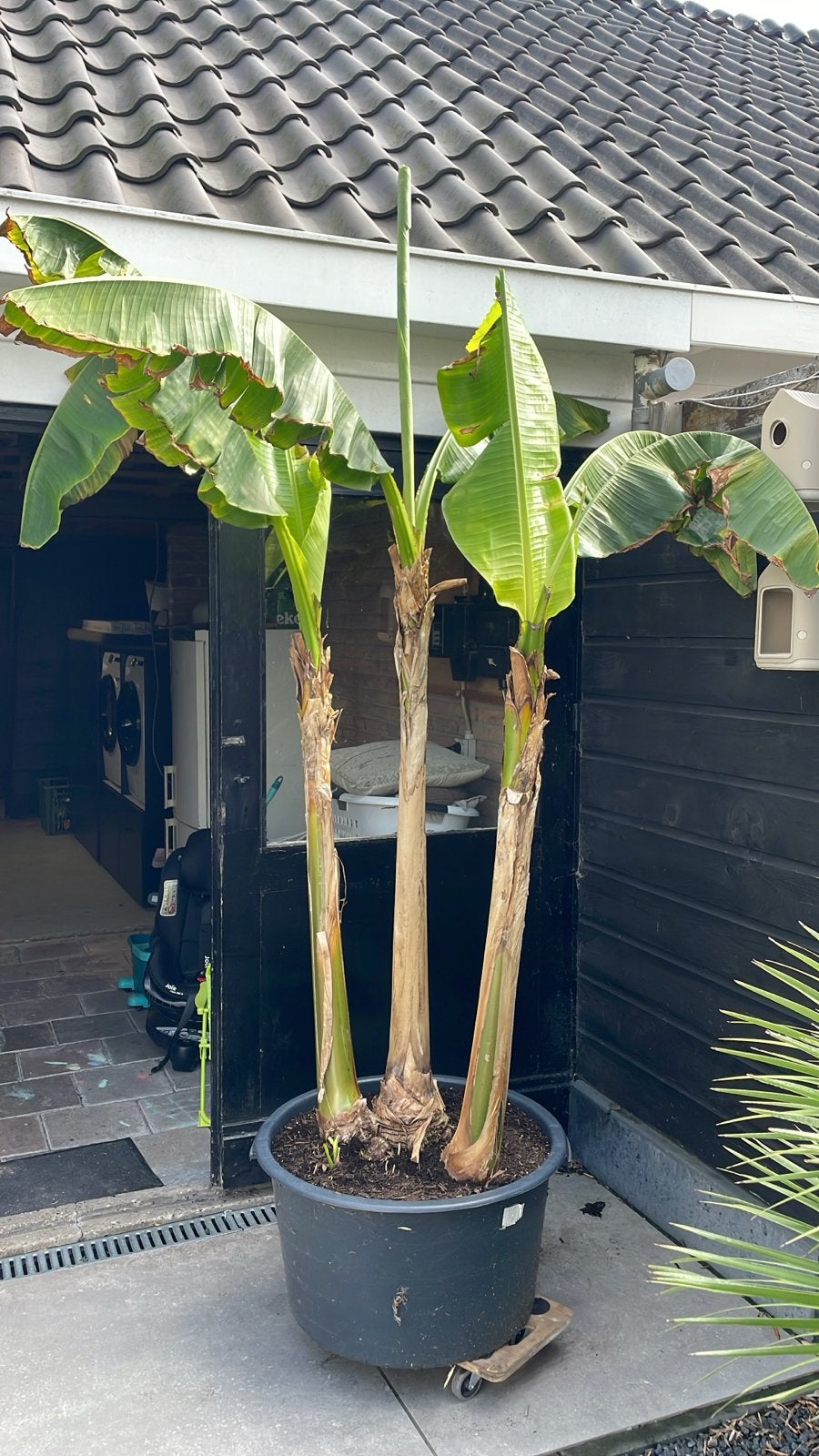 Grote bananenplant in pot - Musa Basjoo, Volle zon, Vaste plant, Bloeit niet, Ophalen