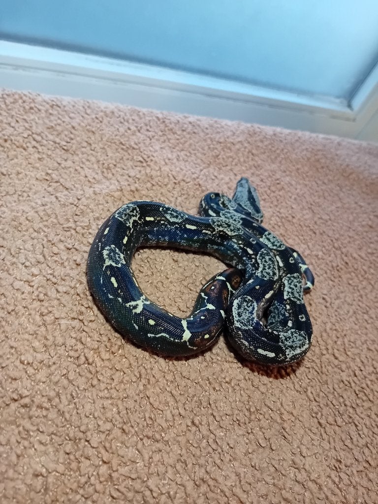 Verschillende jonge boa constrictor imperator te koop Boa Constrictor photo 4