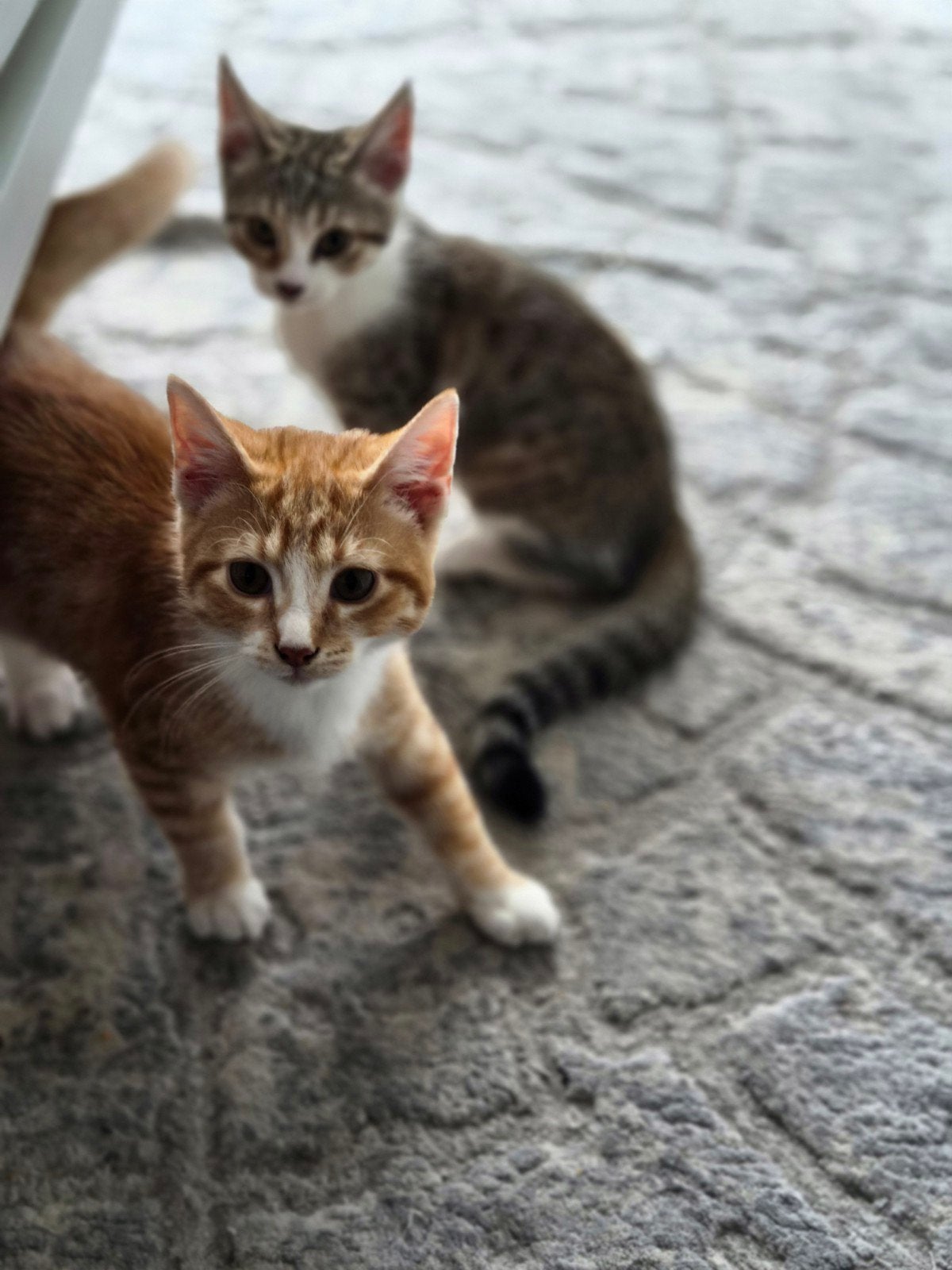 Britse Europese katten, Meerdere dieren, Ontwormd, 0 tot 2 jaar