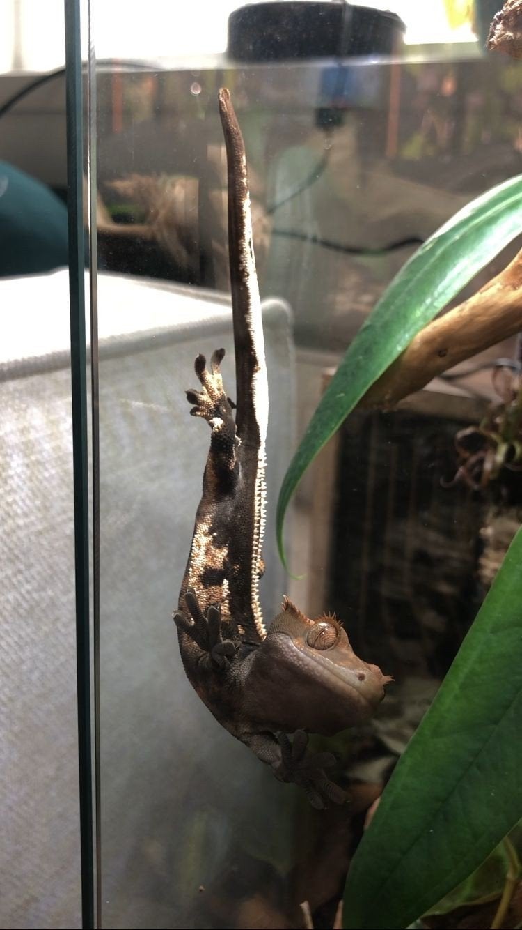 Wimpergecko, Dieren en Toebehoren, Hagedis, 0 tot 2 jaar
