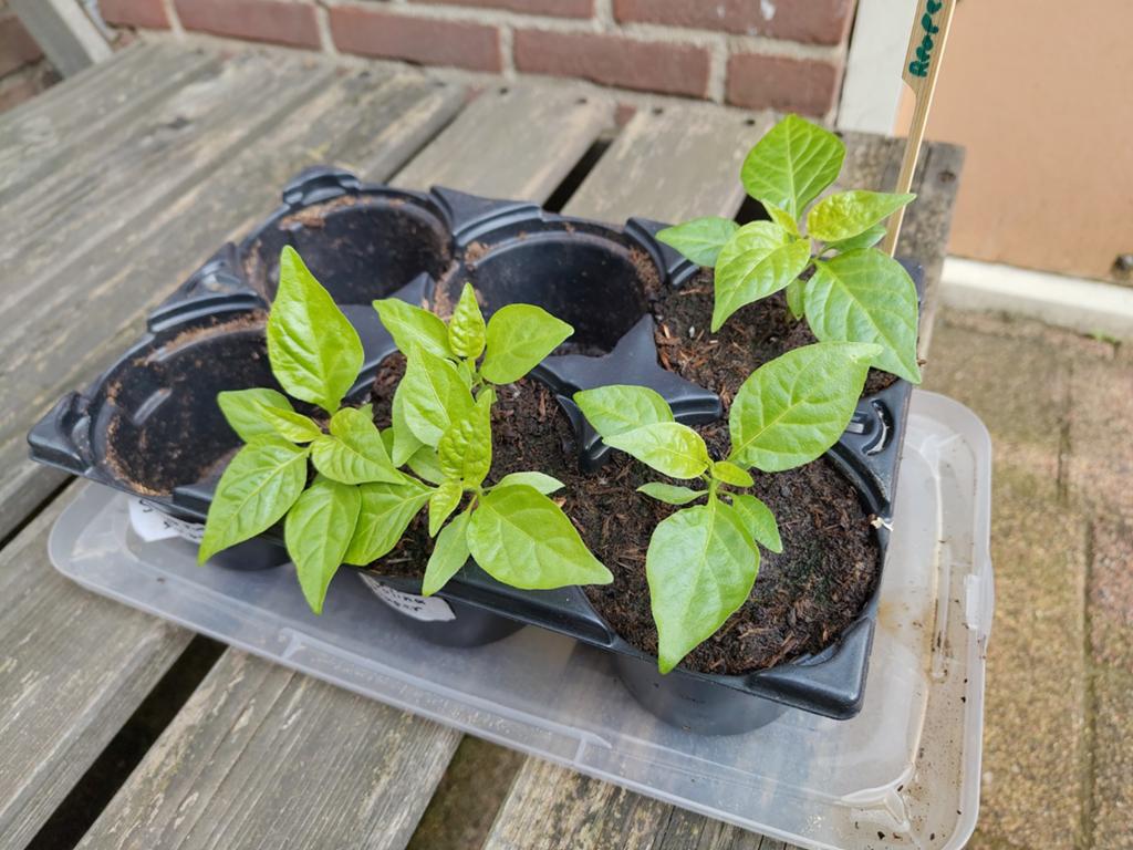 Carolina reaper chili peper zaailingen, Ophalen, Volle zon, Overige soorten, Minder dan 100 cm