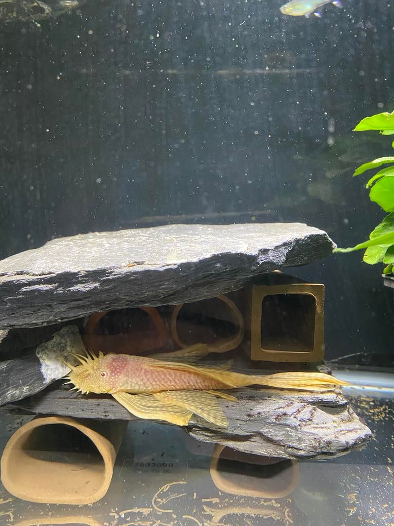 L144 Ancistrus albino longfin kweekkoppel, Dieren en Toebehoren, Vis, Zoetwatervis