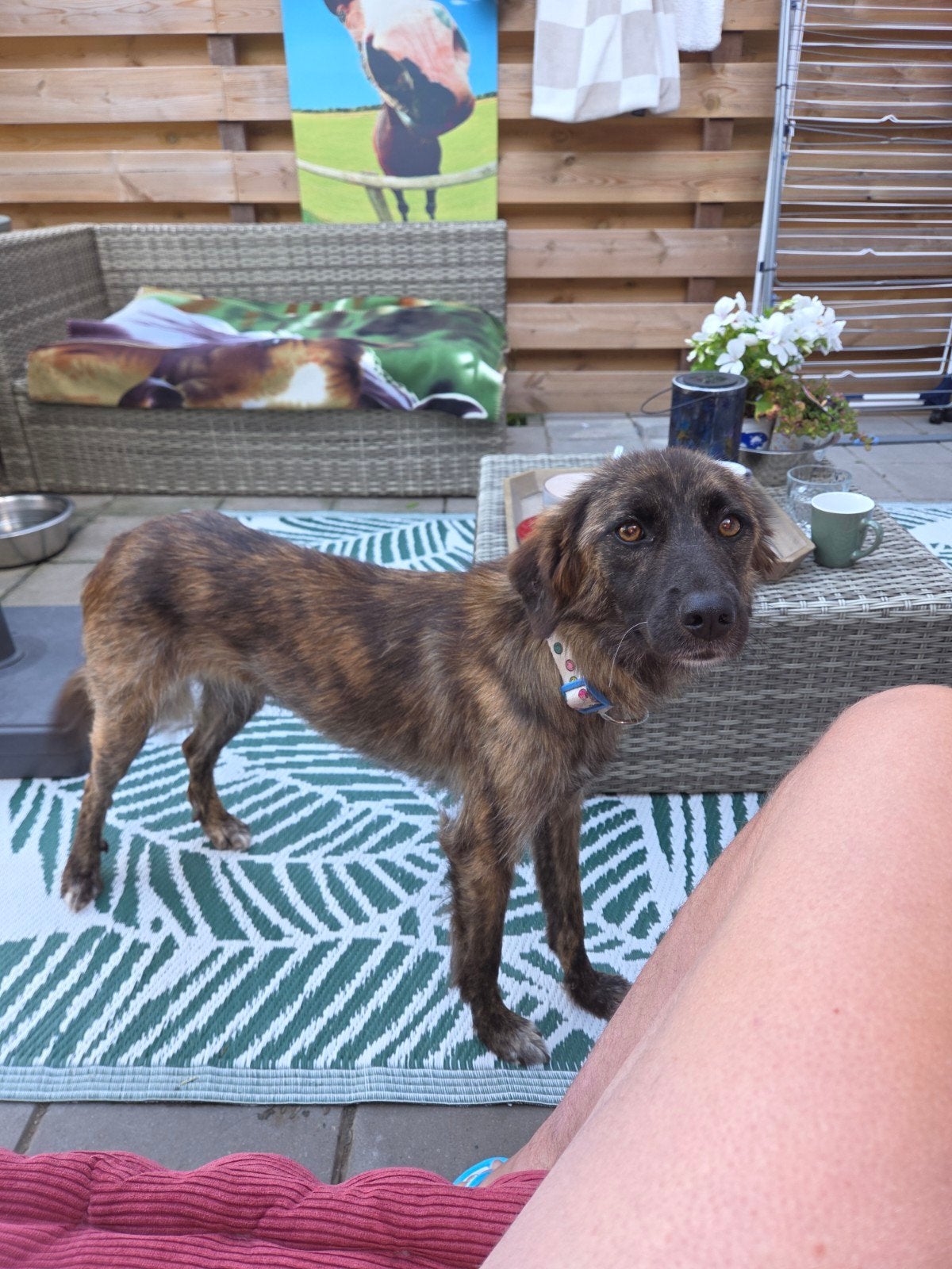 Knappe, lieve Betty ter adoptie!, Particulier, Buitenland, Teef, Parvo