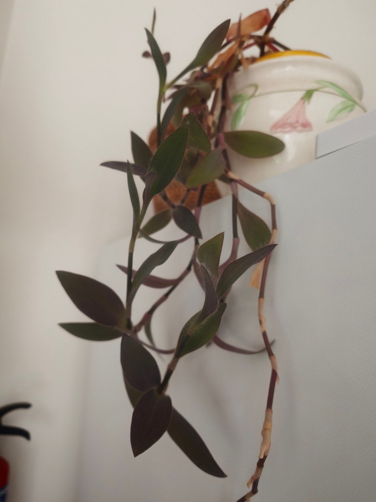 Klimop Tradescantia pallida - Paars Hart / Purple Heart, Ophalen, Overige soorten, Halfschaduw, In pot