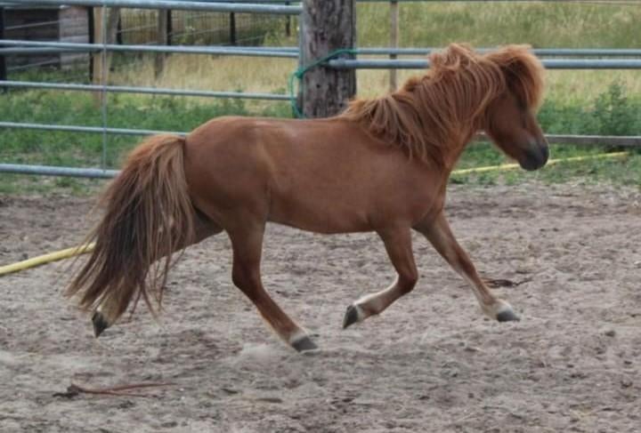 Leuke brave 8 jarige ruin, Dieren en Toebehoren, Ruin, A pony (tot 1.17m), Gechipt, 7 tot 10 jaar