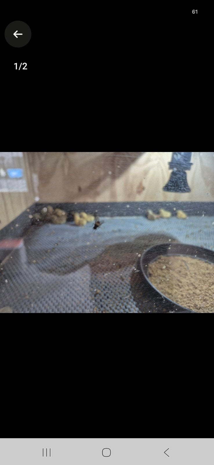 22 kuikens chinese kwartels 22.50, Meerdere dieren, Overige soorten