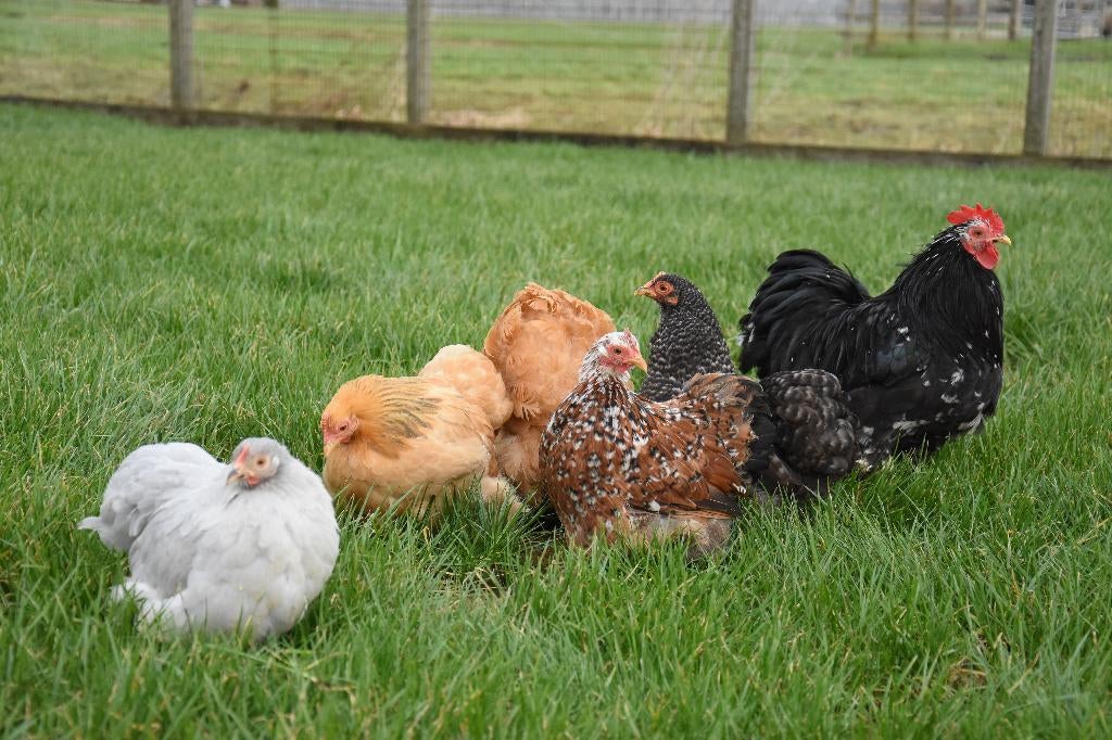Cochin krielkippen | Vriendelijke kippen | Rustige kip, Dieren en Toebehoren, Pluimvee, Vrouwelijk, Kip