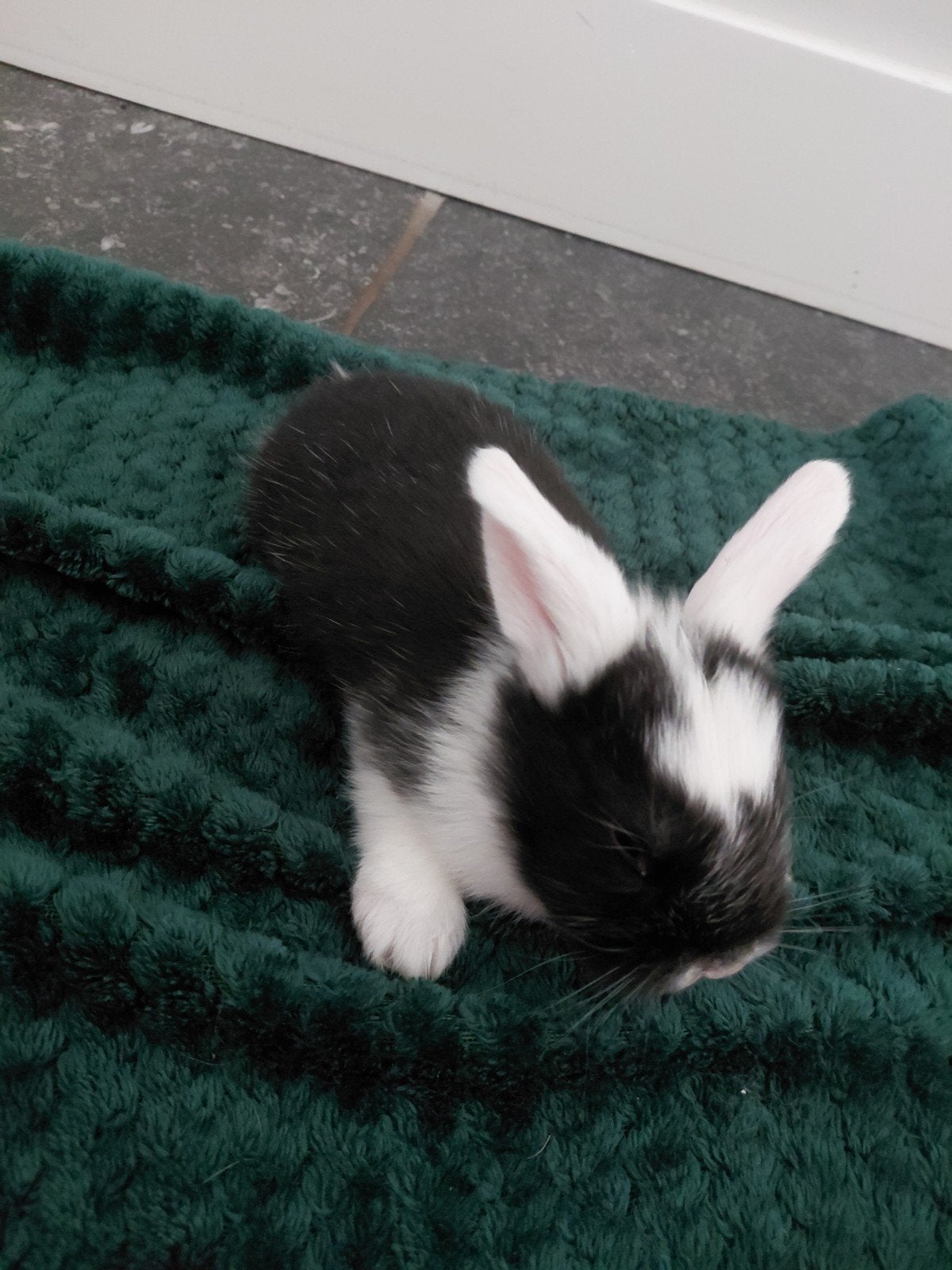 jonge Duitse Reuzen te koop, Dieren en Toebehoren, Meerdere dieren, Groot