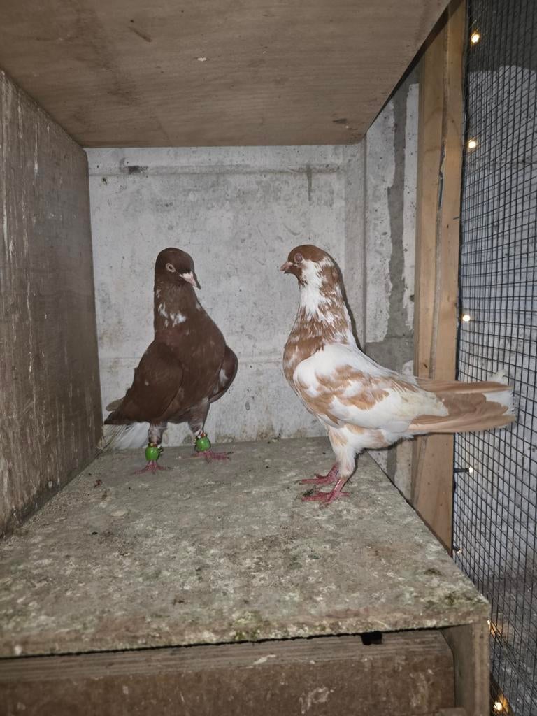 Witstaart duiven, Meerdere dieren, Overige soorten