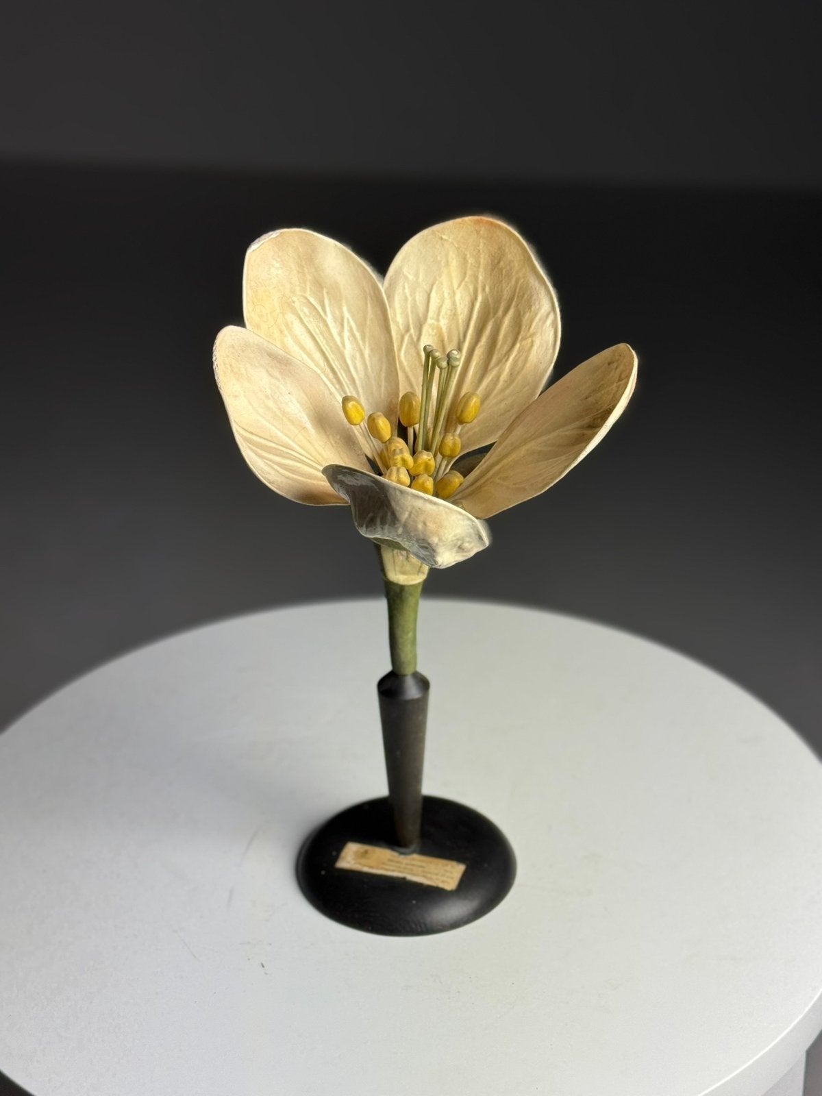 Duits Botanisch model ca. 1900, Ophalen of Verzenden