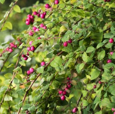 Grote partij Sneeuwbes planten (Symphoricarpos), Vaste plant, Bloeit niet, Halfschaduw, Ophalen
