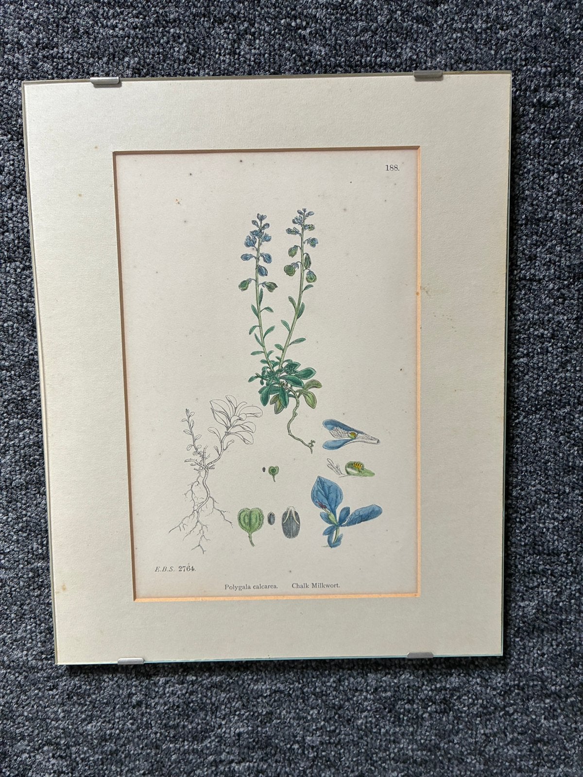Antieke botanische prenten, 30 cm, Ophalen of Verzenden, Origineel, Flora en Fauna