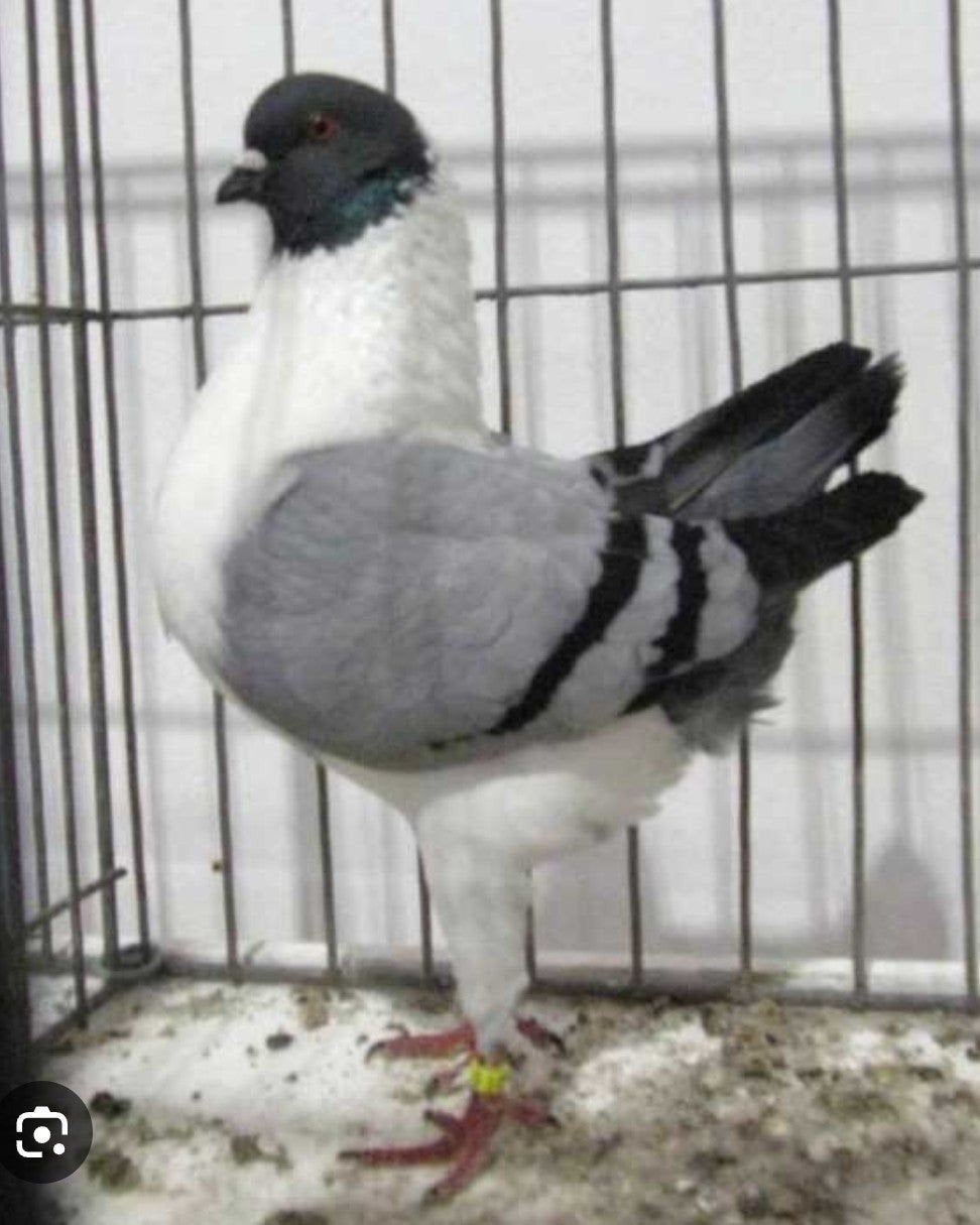 Te koop, Dieren en Toebehoren, Meerdere dieren