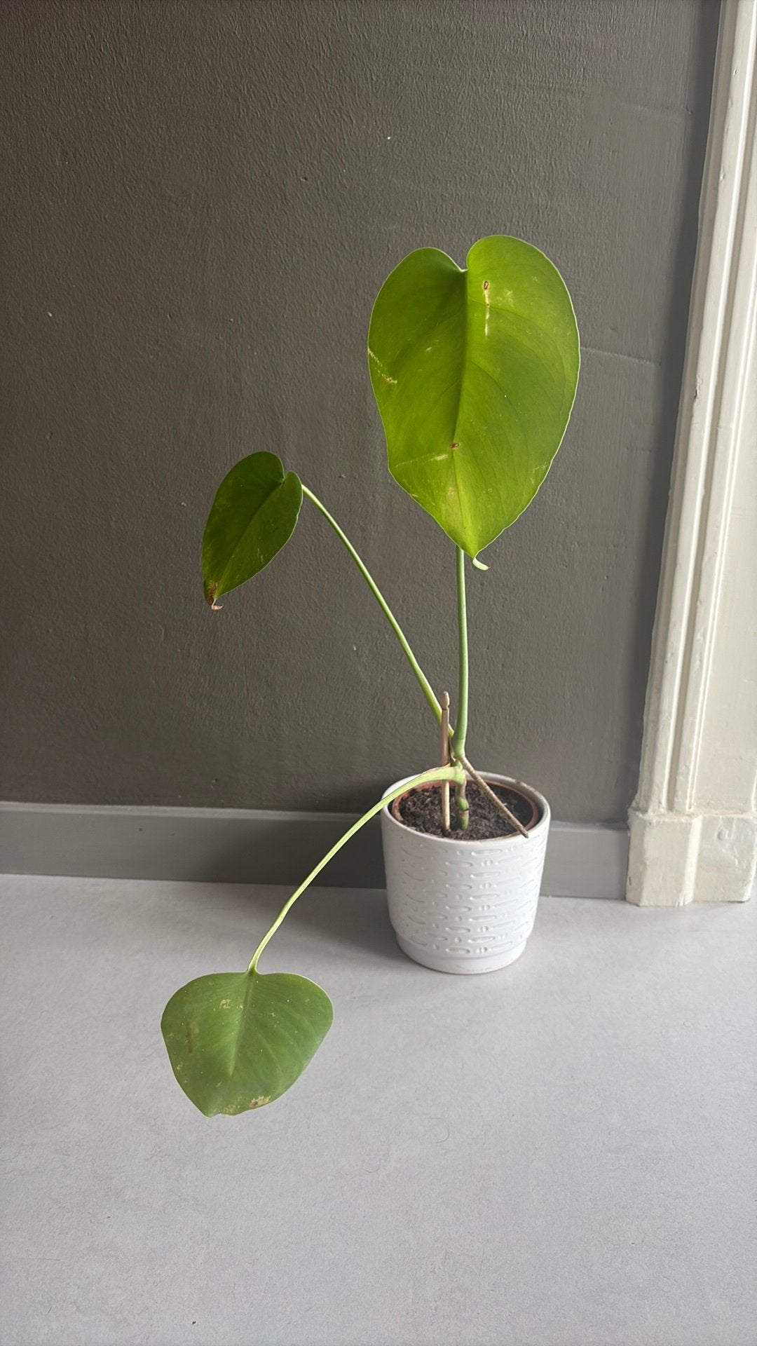 Ceramic Pot (13 cm) with included plant, Ophalen, Halfschaduw, Minder dan 100 cm