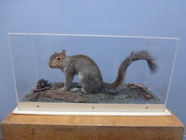 Grijze eekhoorn in vitrine., Ophalen of Verzenden, Zo goed als nieuw, Wild dier, Opgezet dier