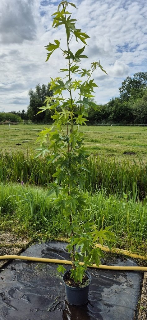 Te Koop Liquidambar styr. 'Stared'- Amberboom, Bloeit niet, Overige soorten, 100 tot 250 cm, Ophalen