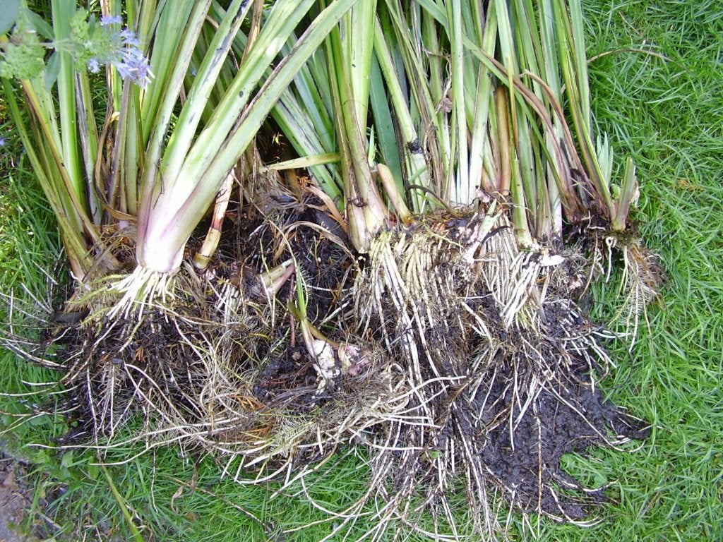 Gele Lis (vijverplant), Tuin en Terras, Ophalen, Vaste plant, Halfschaduw, Zomer
