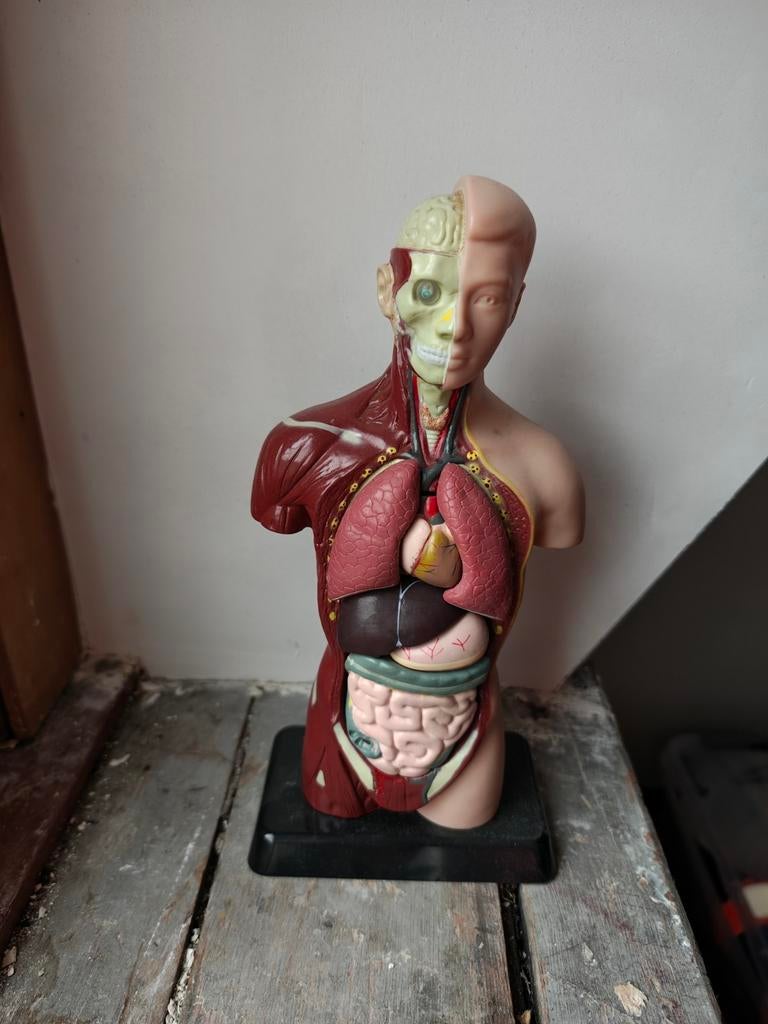 Anatomisch Model van het Menselijk Torso, Ophalen of Verzenden, Gebruikt, Boek, Taal en Studie