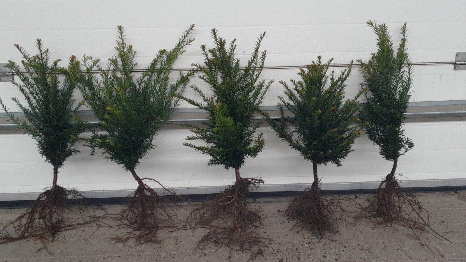 Taxus Baccata Haagplanten - Diverse Hoogtes, Vaste plant, Bloeit niet, Halfschaduw, Ophalen