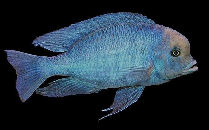 Malawi Cichliden: Cyrtocara moorii, Dieren en Toebehoren, Vis, Zoetwatervis