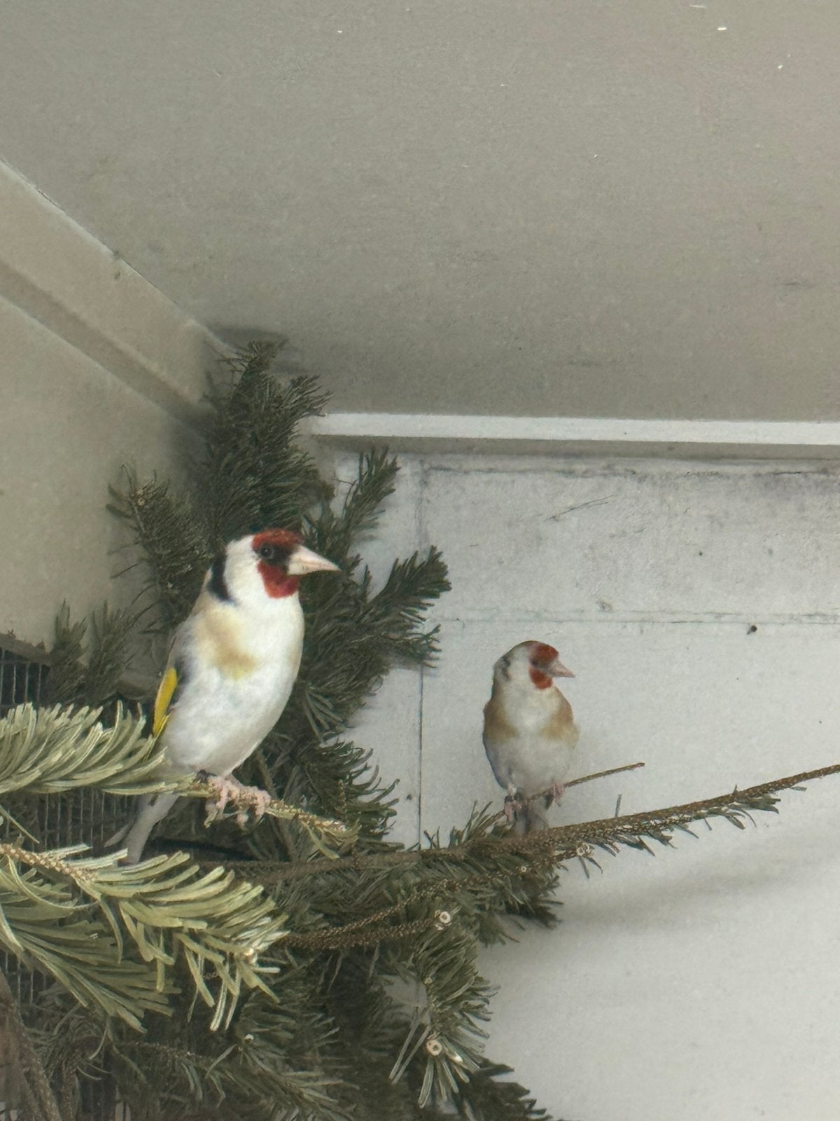 Kweek koppel major putters, Meerdere dieren, Wildzangvogel, Geringd