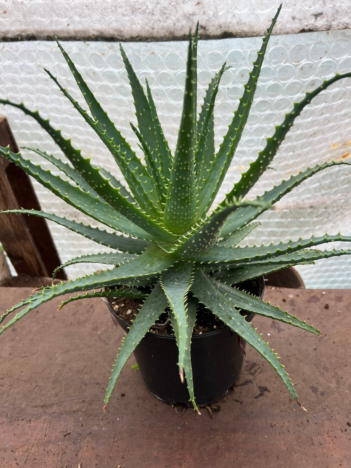 Aloe Arborescens pot19, Ophalen of Verzenden, Overige soorten, Volle zon