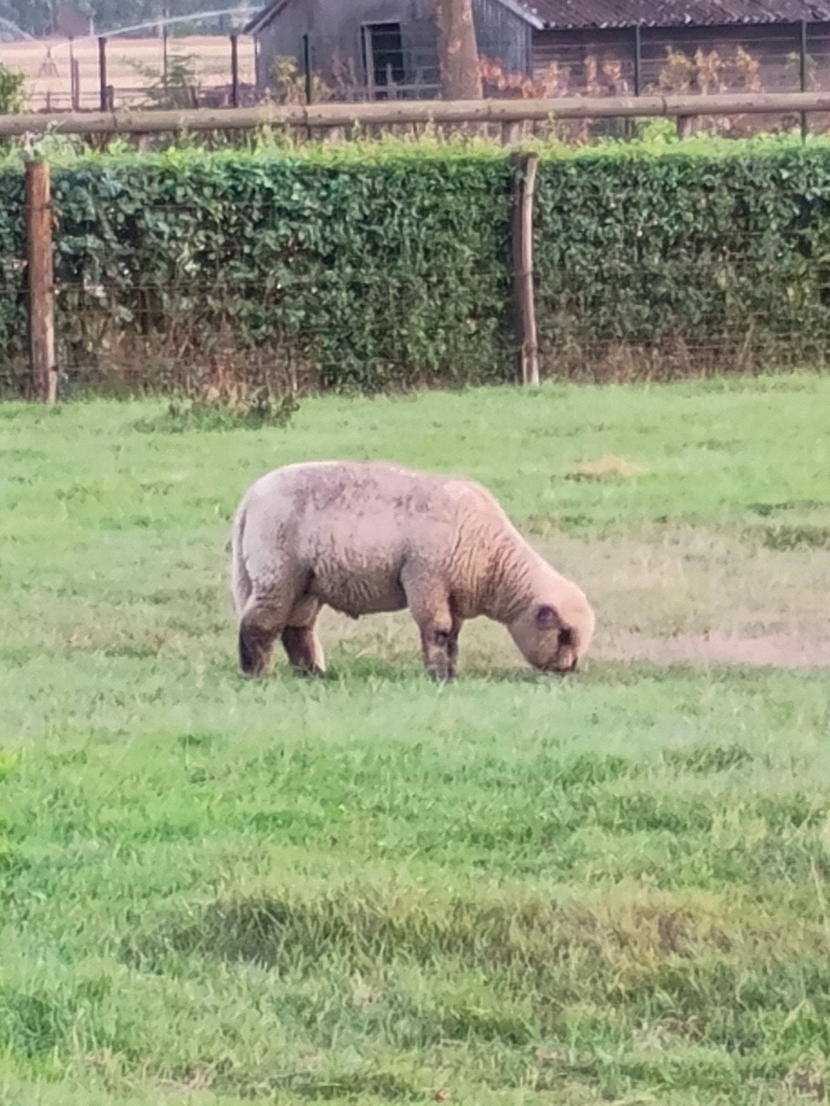 Hampshire Down ram lam ., Mannelijk, Schaap