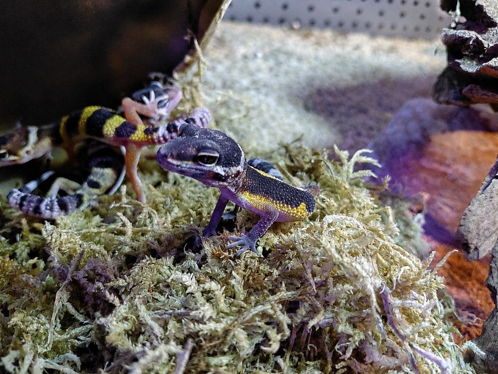 Prachtige Luipaardgekko's (Eublepharis macularius) Leopard Gecko photo 5