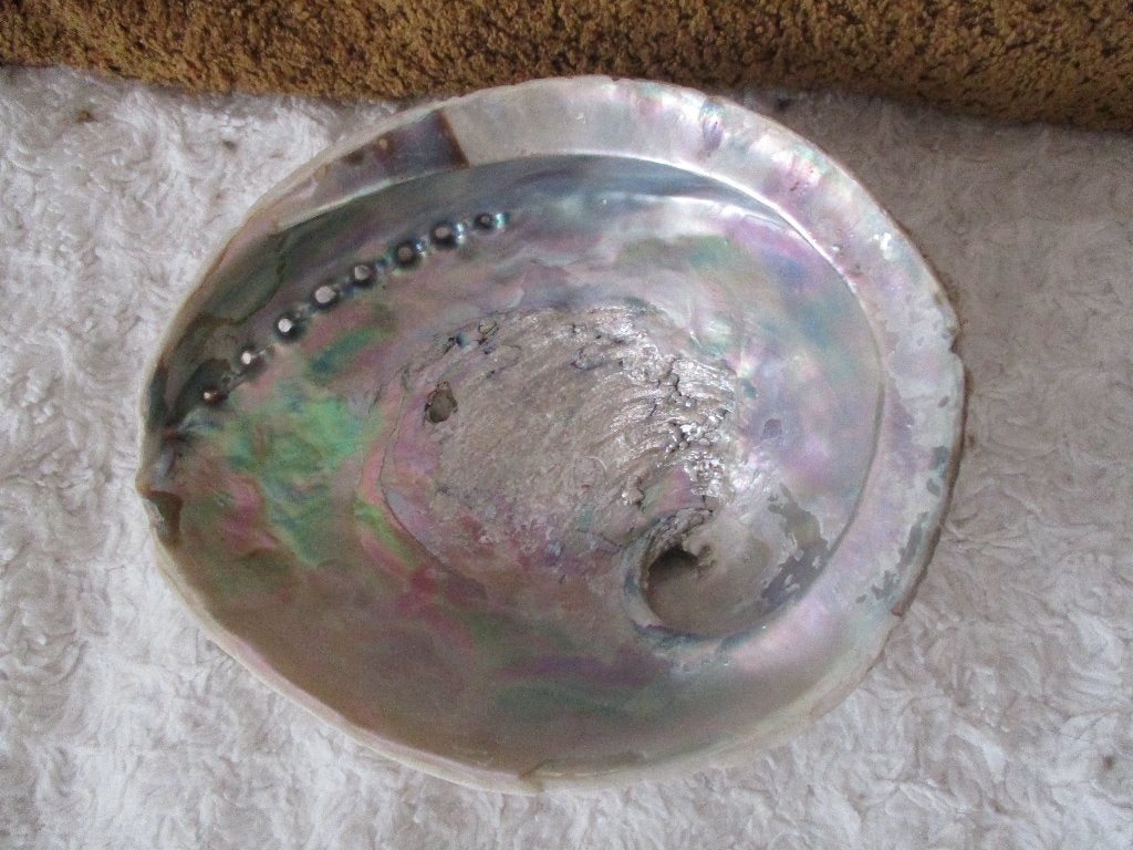 Abalone schelp, Ophalen of Verzenden, Schelp(en)