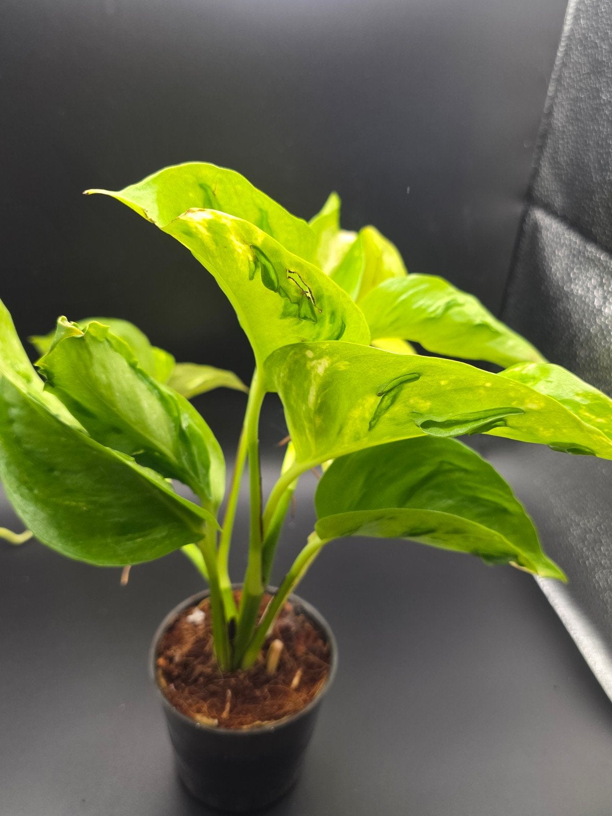 Epipremnum Champs Élysées, Ophalen of Verzenden, Halfschaduw, Minder dan 100 cm