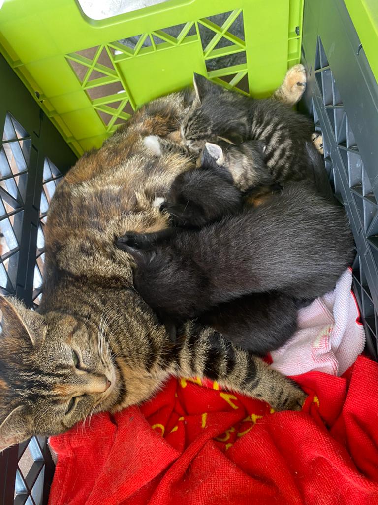 4 schattige huiskat kittens te koop, Dieren en Toebehoren, Geslacht onbekend, Kortharig, 0 tot 2 jaar