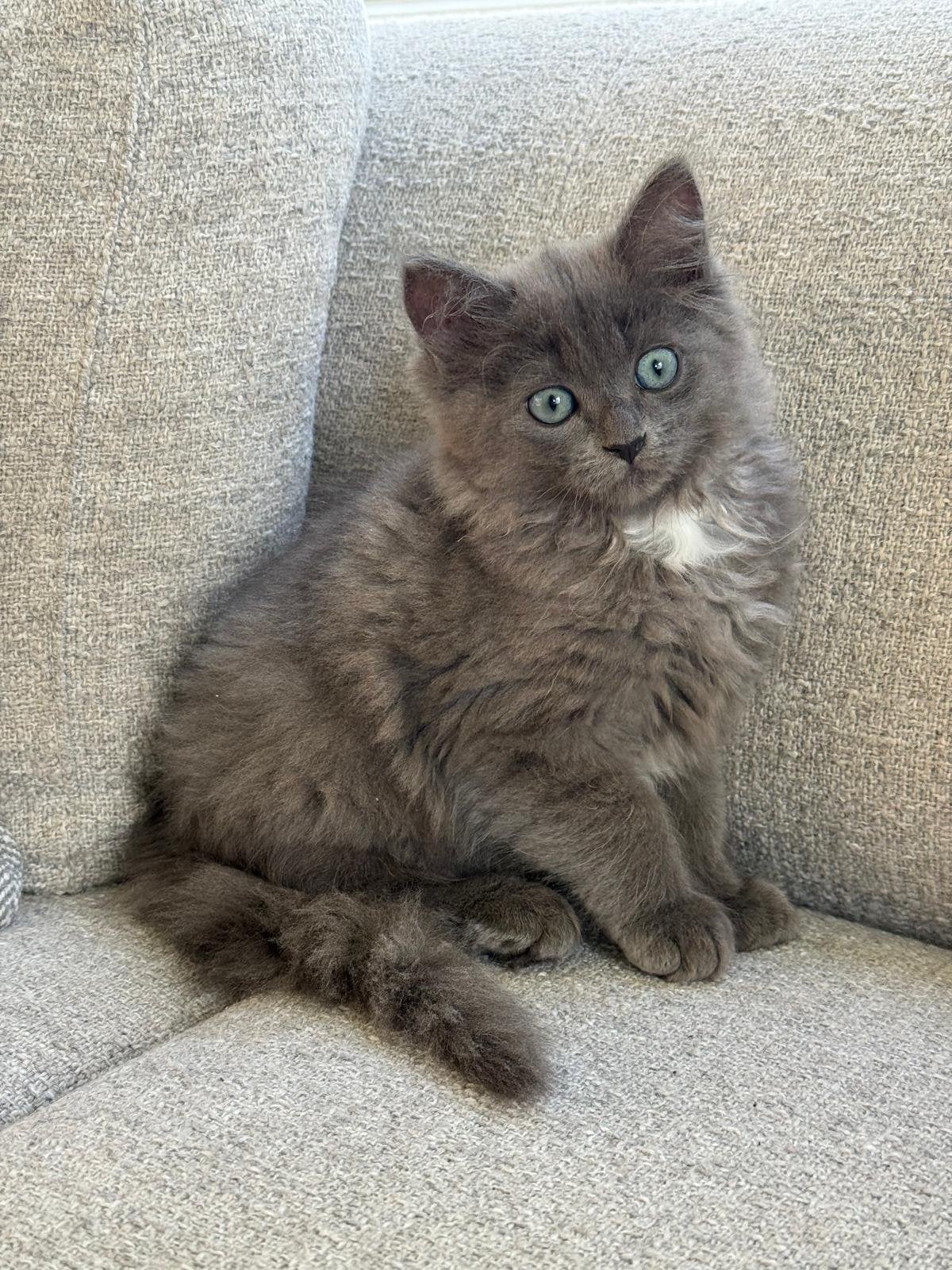 Prachtige, mega aanhankelijk Ragdoll katertje, Kater, Langharig, 0 tot 2 jaar