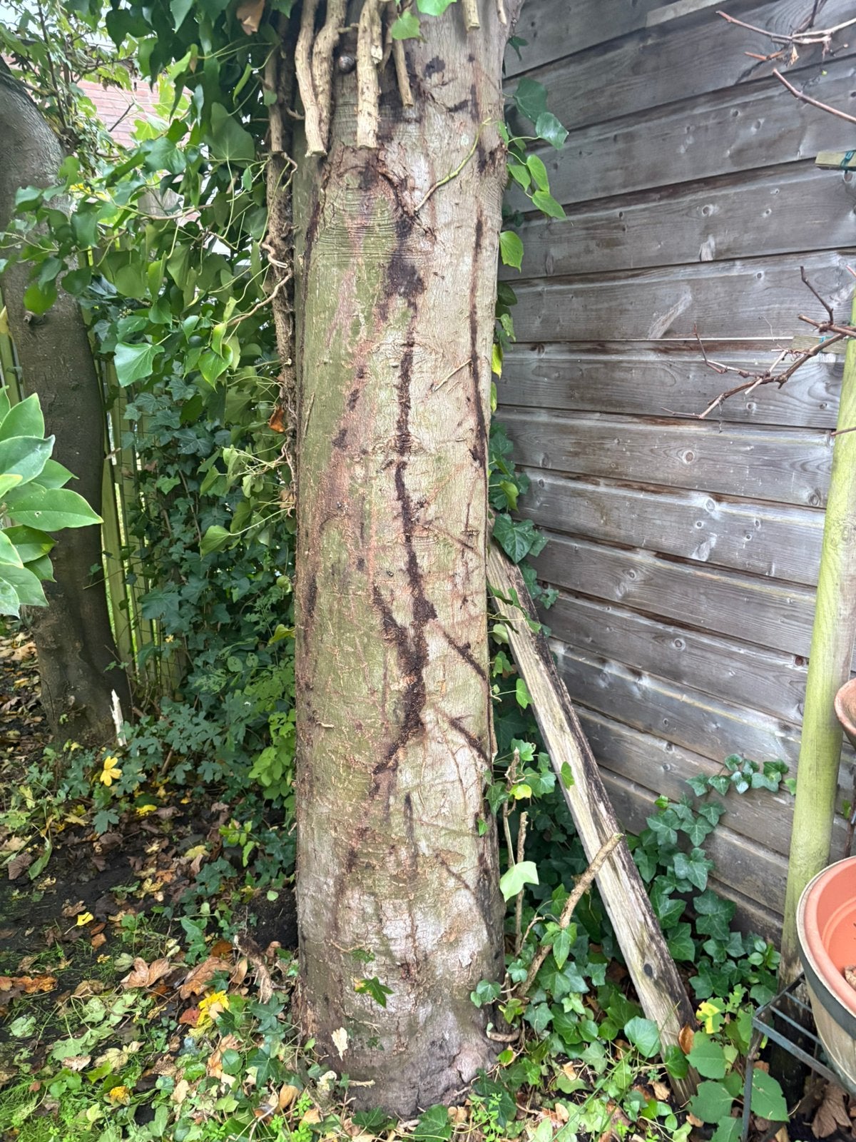 Stookhout/haardhout bomen moeten gekapt worden, Ophalen of Verzenden, Volle zon, Overige soorten