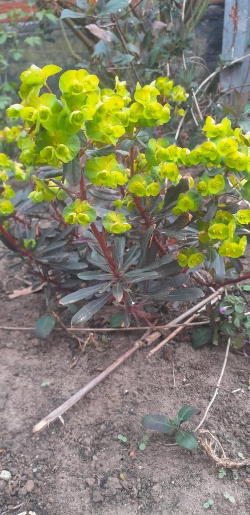 Mooie Euphorbia planten, Tuin en Terras, Planten | Tuinplanten, Ophalen of Verzenden, Overige soorten, Volle zon