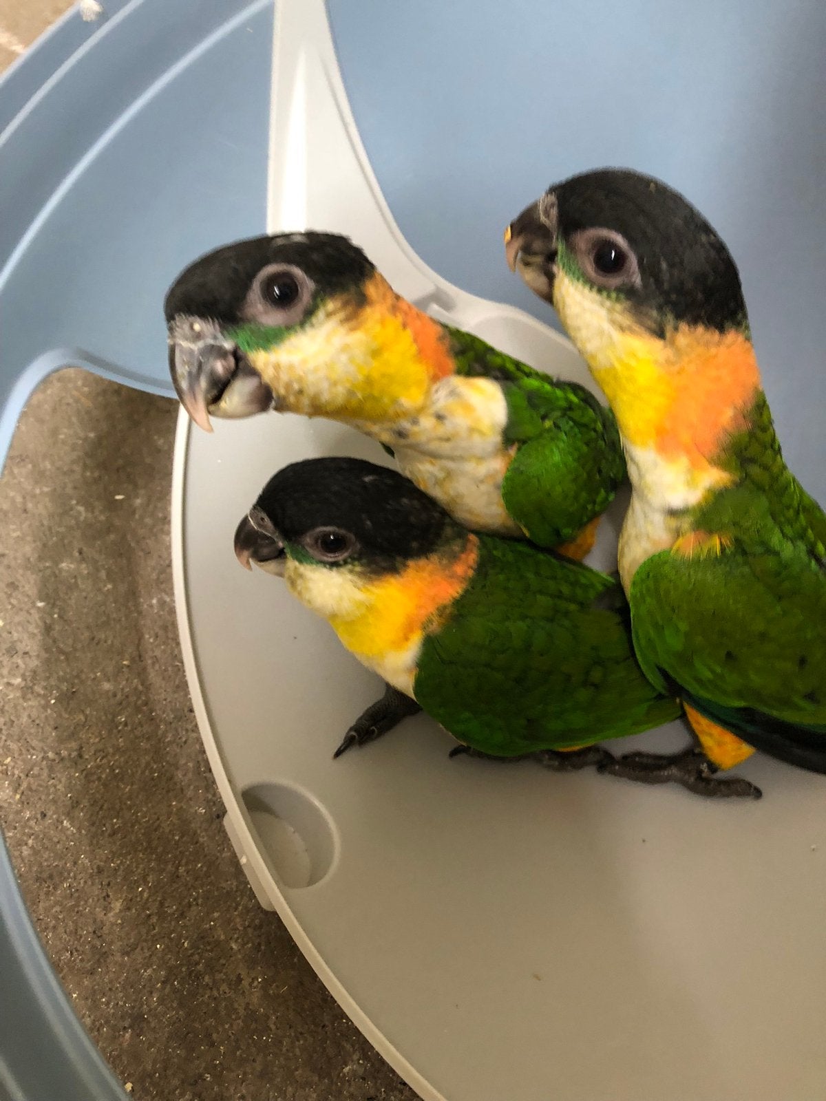 Jonge zwartkop caiques te koop, Dieren en Toebehoren, Vogels | Parkieten en Papegaaien, Mannelijk, Papegaai, Geringd