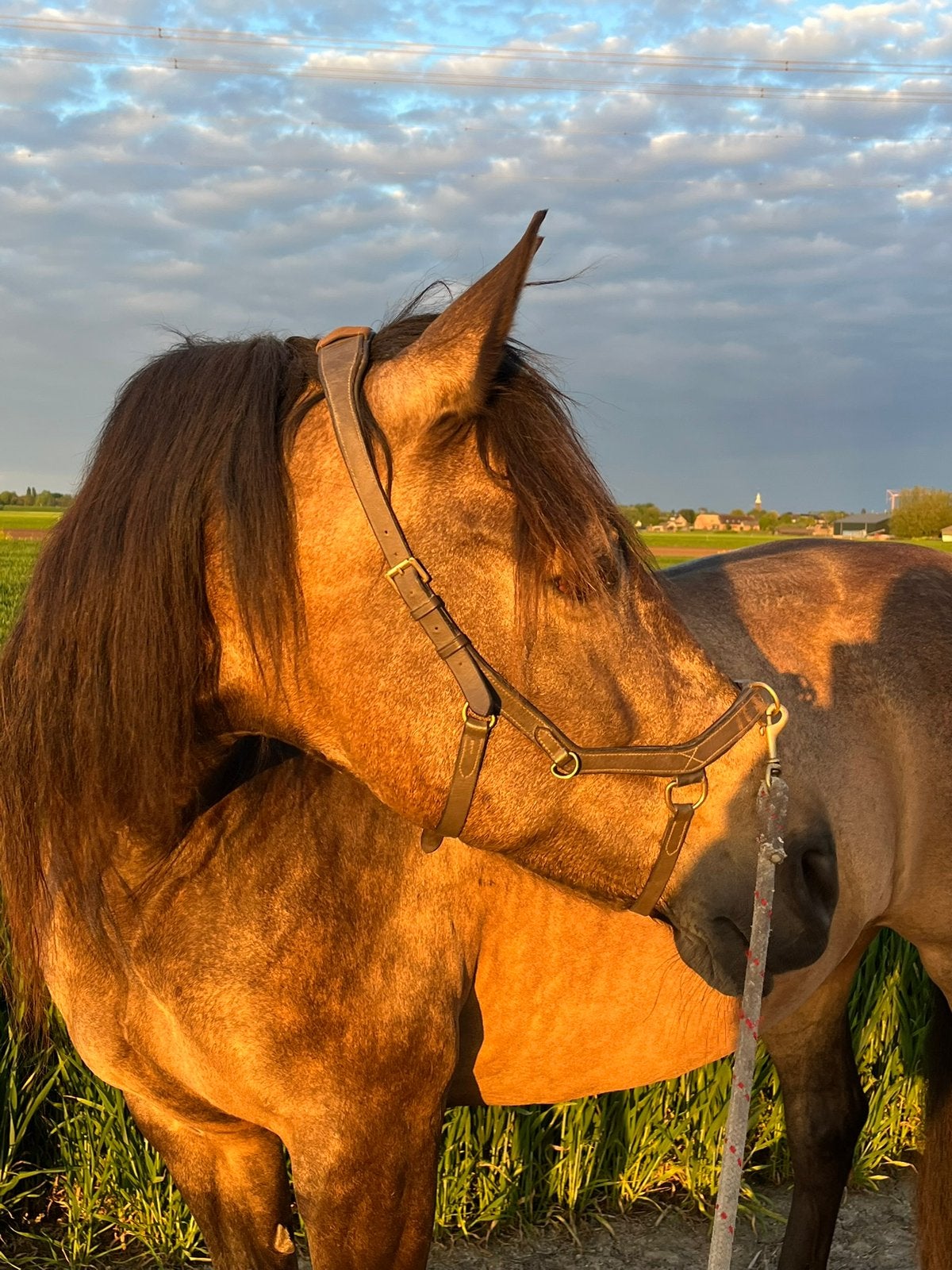 Stal gezocht, Dieren en Toebehoren, Stalling, 1 paard of pony