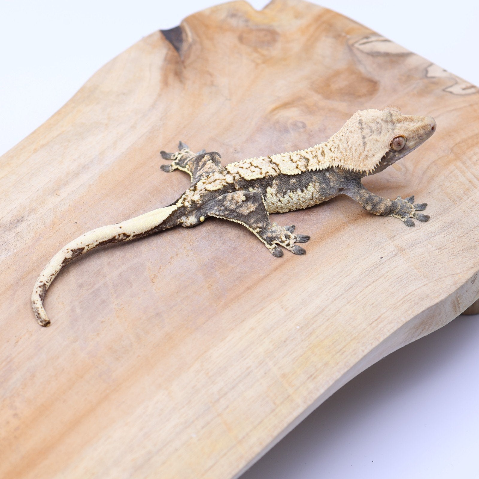 Correlophus ciliatus wimpergekko JOKERGECKOS 6, Dieren en Toebehoren, Hagedis, 0 tot 2 jaar