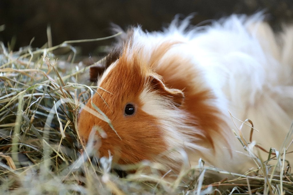 Cavia's | veel keuze | Beertjes en Zeugjes | Gezonde dieren, Mei, Meerdere dieren, Cavia