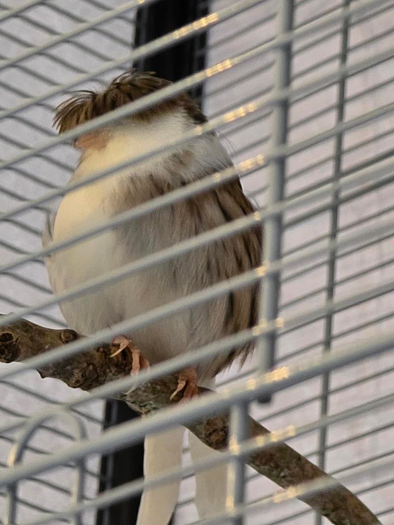 Gloster Crested Canary, Vrouwelijk