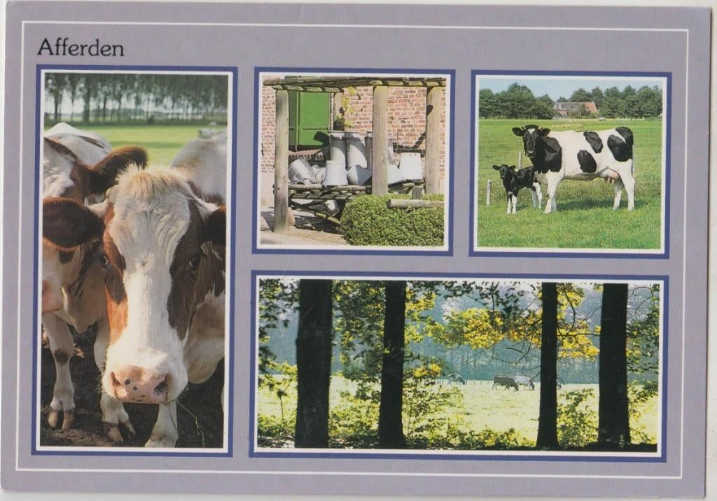 Afferden 4 luik Koe Kalf Natuur Gelopen, Verzenden, 1980 tot heden, Gelopen, Limburg