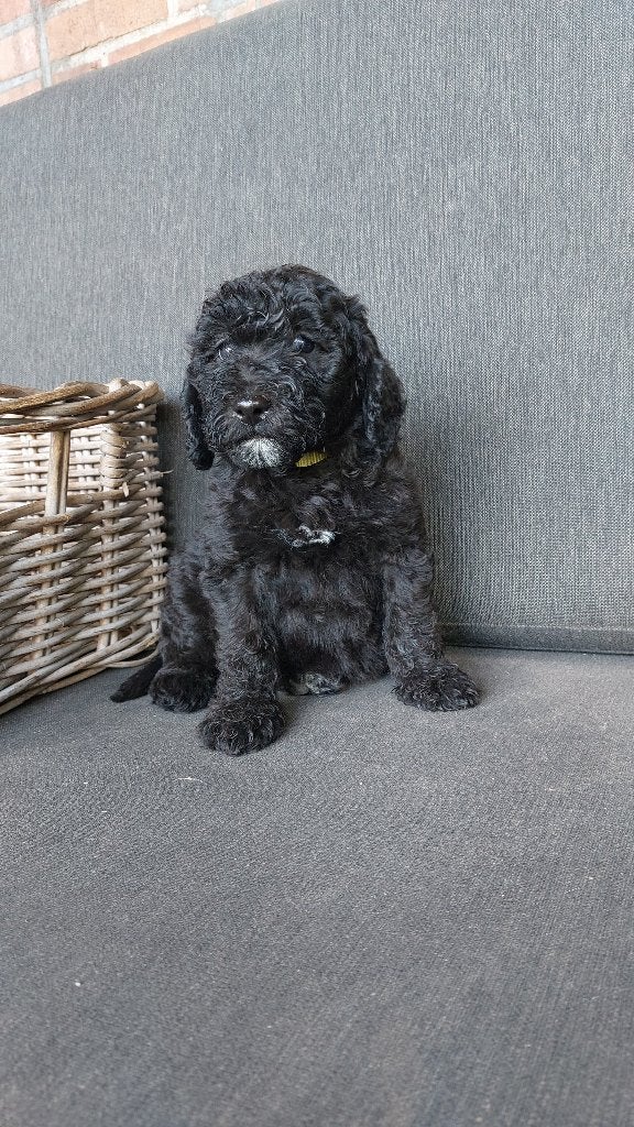 Mooie Labradoodle pups, Overige rassen, 8 tot 15 weken, Meerdere, Meerdere dieren