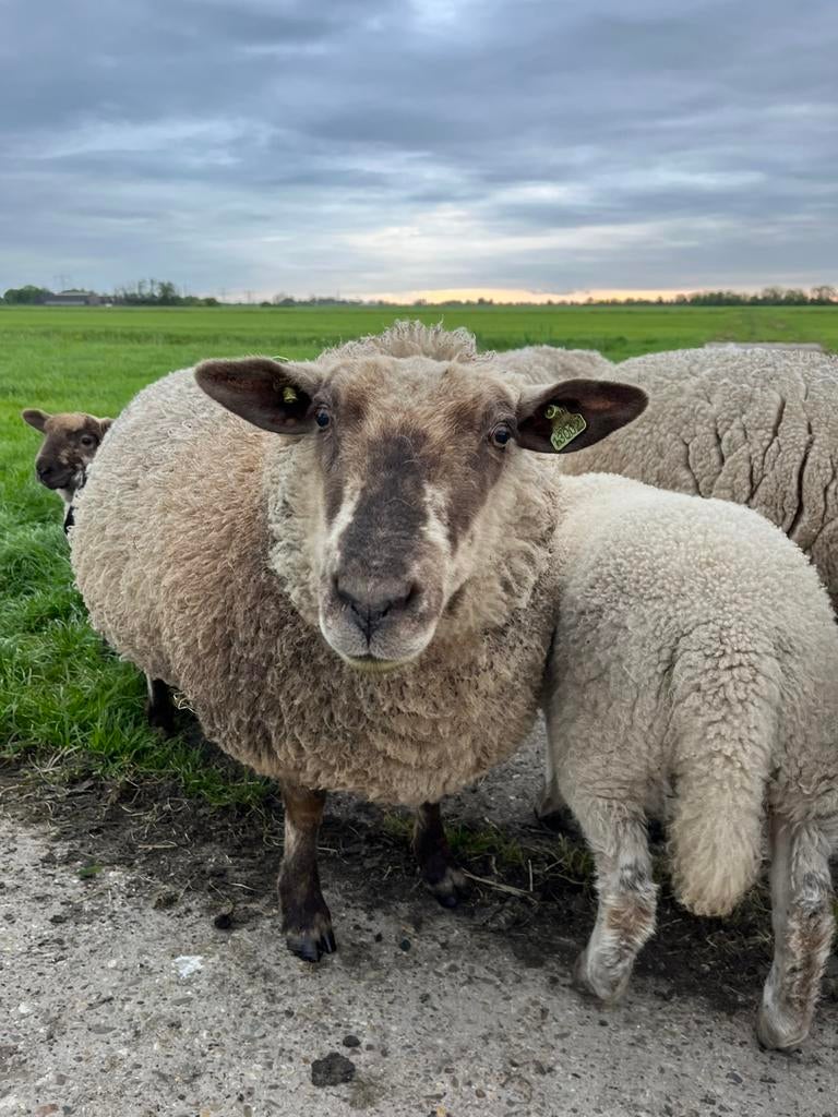 Leuke schapen | 50% Hampshire Down, Vrouwelijk, Schaap