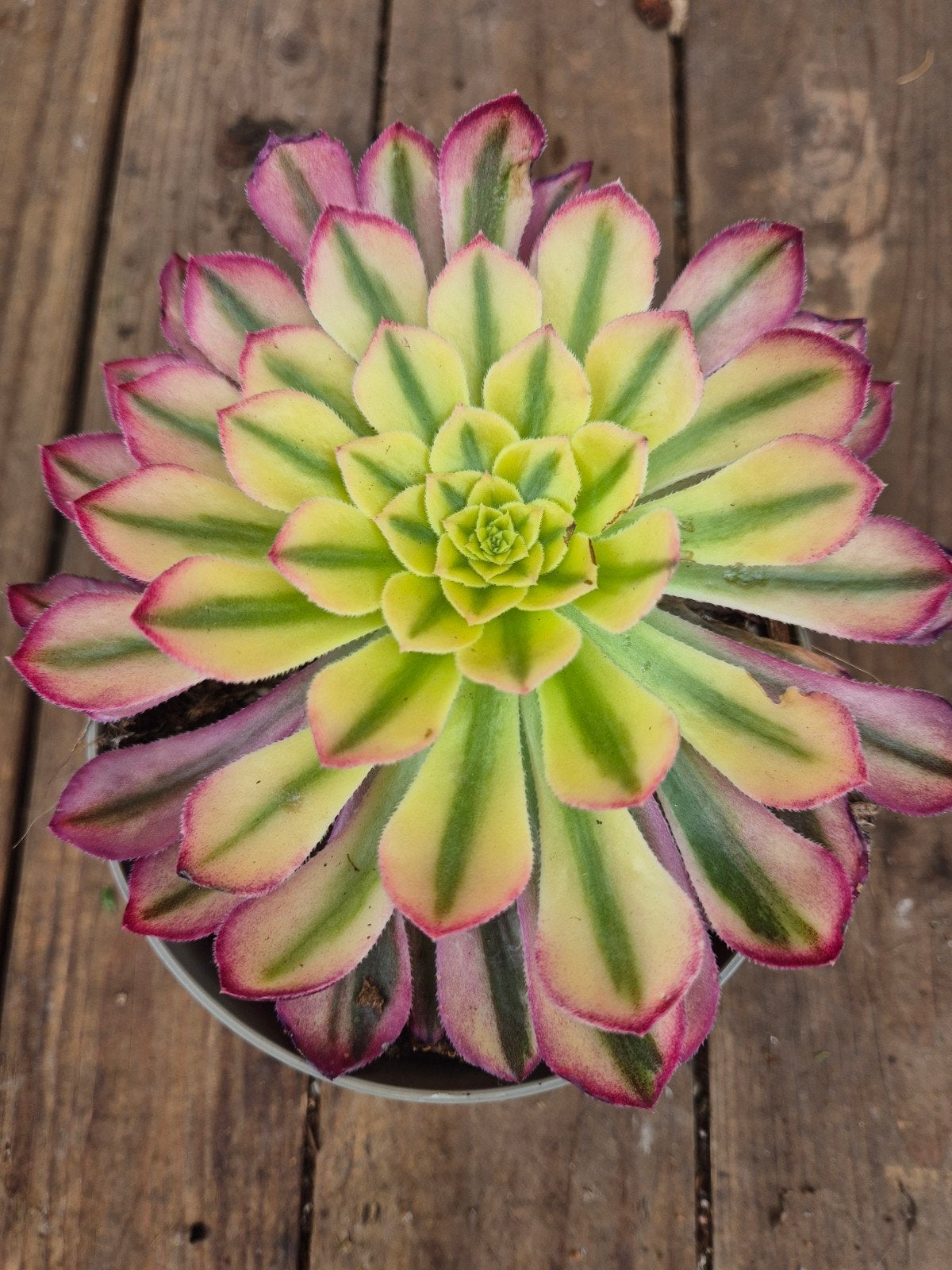 Aeonium Arboreum p12 (4), Ophalen of Verzenden, Halfschaduw, Minder dan 100 cm