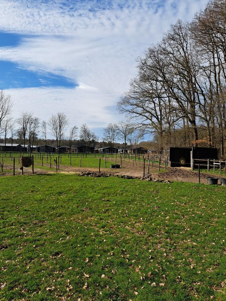 Paddock paradise / paradijs, Weidegang